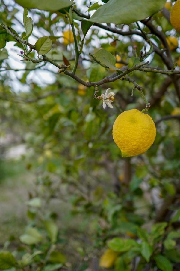 Отель Grape Datca Kizlan Экстерьер фото