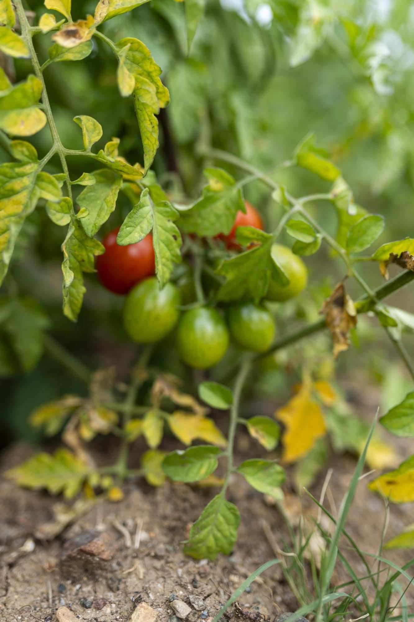 Отель Grape Datca Kizlan Экстерьер фото